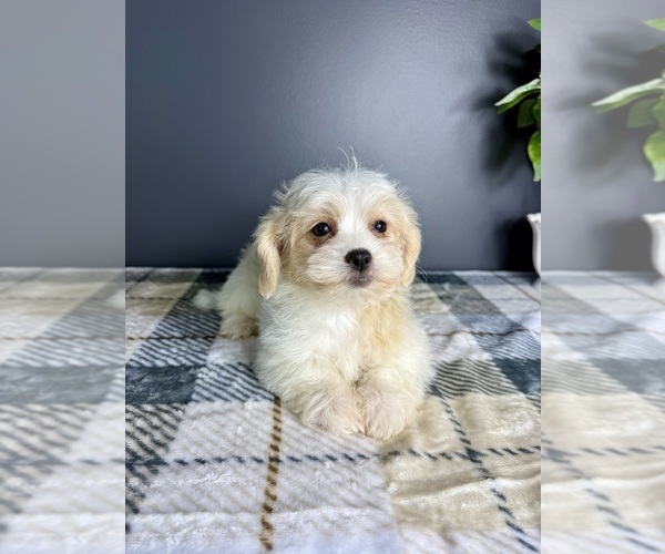 Medium Photo #4 Maltipoo Puppy For Sale in GREENFIELD, IN, USA