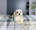 Small #3 Maltipoo