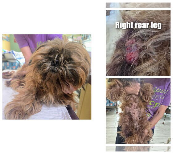 Medium Photo #1 Shih Tzu Puppy For Sale in Benton, LA, USA