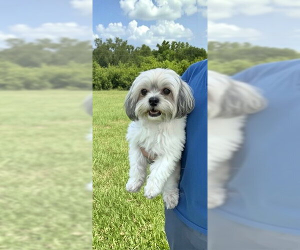 Medium Photo #1 Shih Tzu Puppy For Sale in Weston, FL, USA