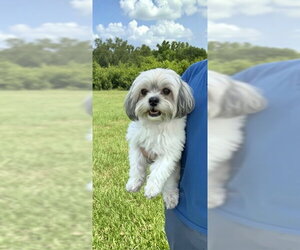 Shih Tzu Dogs for adoption in Weston, FL, USA