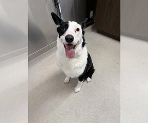 Karelian Bear Dog-Siberian Husky Mix Dogs for adoption in Fairbanks, AK, USA