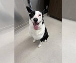 Small Karelian Bear Dog-Siberian Husky Mix