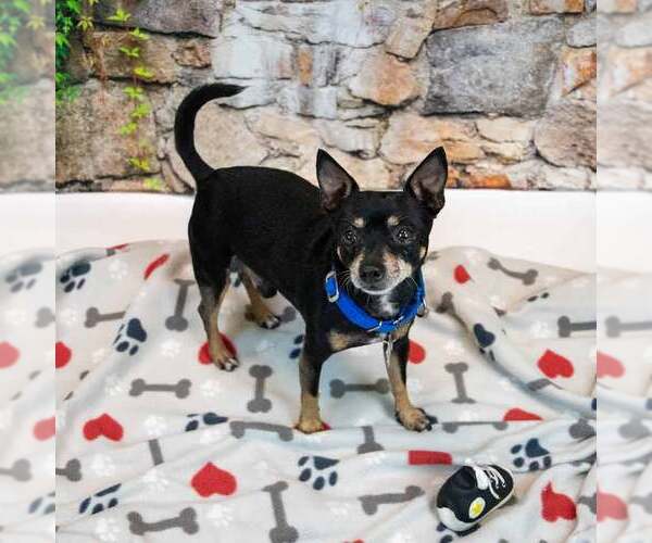 Medium Photo #2 Chihuahua-Unknown Mix Puppy For Sale in Kennesaw, GA, USA