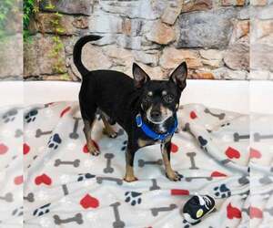 Joseph - Male Chihuahua-Unknown Mix Dog for Adoption - Photo #2