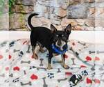 Small #1 Chihuahua Mix