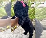 Small Photo #4 Poodle (Miniature) Puppy For Sale in JACKSONVILLE, FL, USA