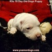 Small Photo #63 Dogo Argentino Puppy For Sale in JANE, MO, USA