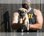 Small #11 Presa Canario