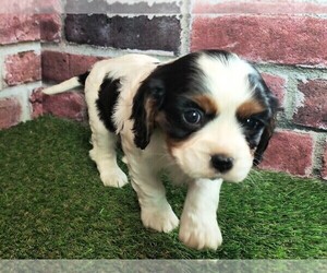 Cavalier King Charles Spaniel Puppy for sale in CLARK, MO, USA