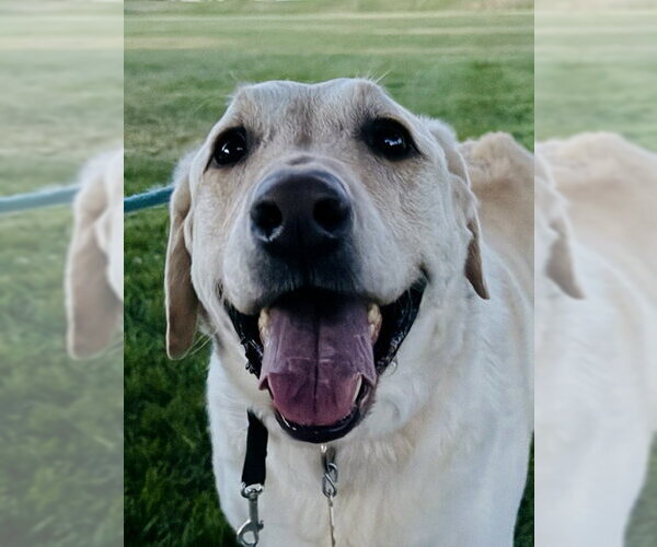 Medium Photo #2 Labrador Retriever-Unknown Mix Puppy For Sale in Sandy, UT, USA