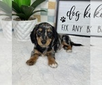 Small #4 Dachshund