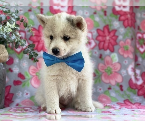 Medium Photo #1 Pomsky Puppy For Sale in LANCASTER, PA, USA