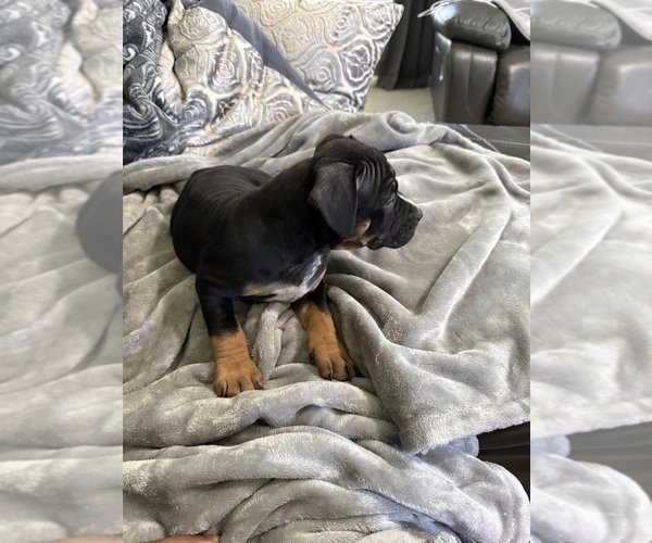 Medium Photo #4 American Bully Puppy For Sale in LOGANVILLE, GA, USA