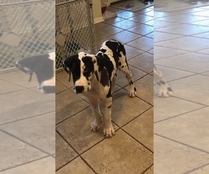 Great Dane Puppy for sale in SAN ANTONIO, TX, USA