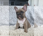 Small #1 French Bulldog