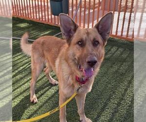 German Shepherd Dog-Unknown Mix Dogs for adoption in Las Vegas, NV, USA