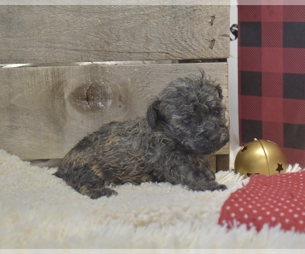 Medium Photo #1 Poodle (Toy) Puppy For Sale in SENECA FALLS, NY, USA