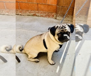 Pug Puppy for sale in BROOKHURST CENTER, CA, USA