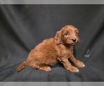 Small #1 Goldendoodle