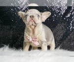 Small #6 French Bulldog