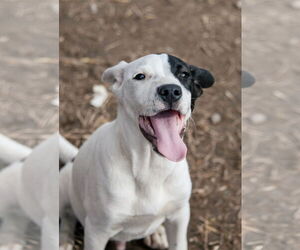 American Staffordshire Terrier-Unknown Mix Dogs for adoption in Tracy City, TN, USA