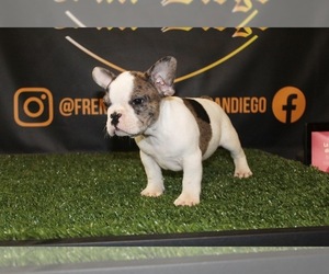 French Bulldog Puppy for sale in CHULA VISTA, CA, USA