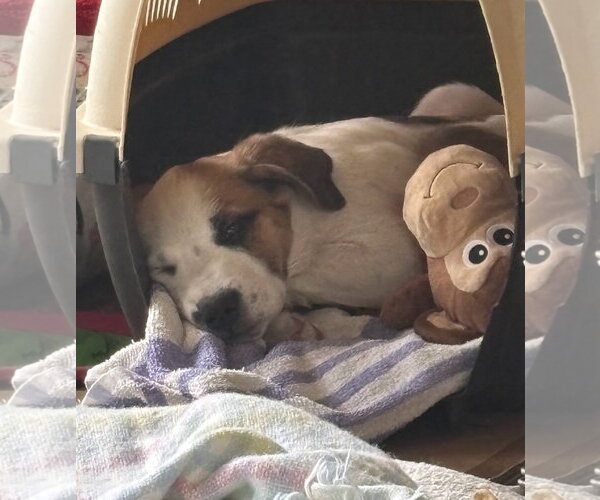 Medium Photo #3 American Pit Bull Terrier-Unknown Mix Puppy For Sale in Davis, CA, USA