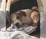 Small #2 American Pit Bull Terrier Mix