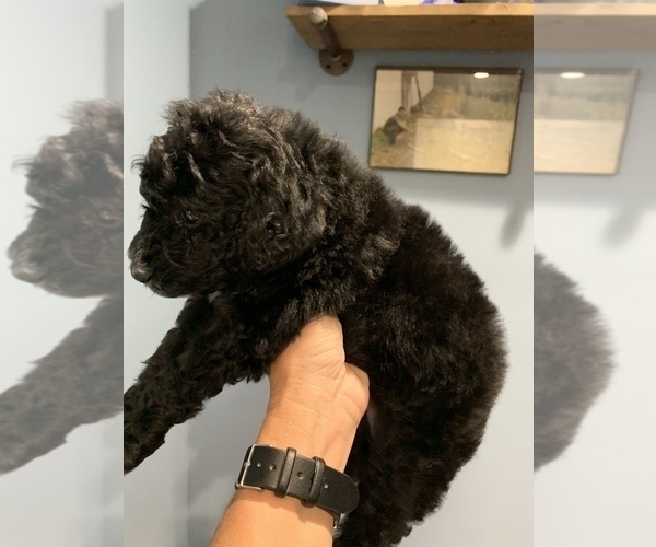Medium Photo #11 Poodle (Standard) Puppy For Sale in TAMPA, FL, USA