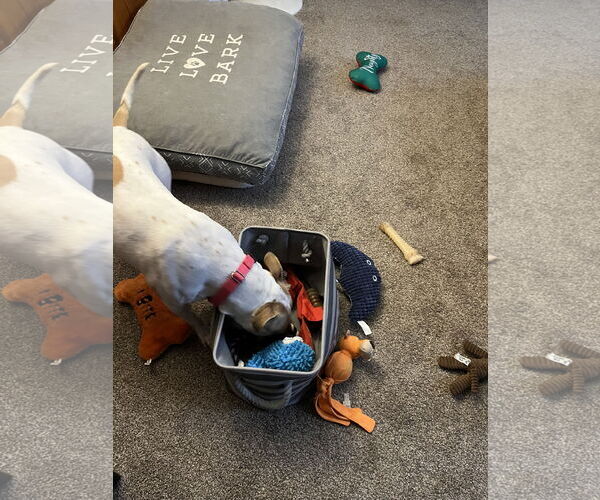 Medium Photo #13 American Staffordshire Terrier-Unknown Mix Puppy For Sale in Rockaway, NJ, USA