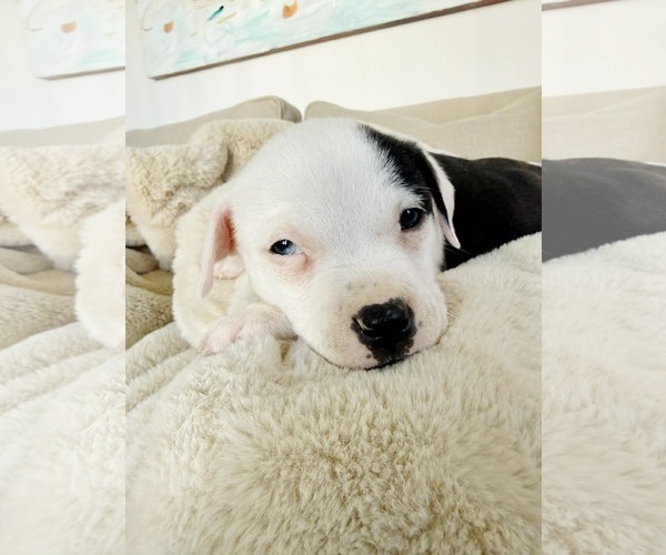 Medium Photo #2 American Pit Bull Terrier-Labrador Retriever Mix Puppy For Sale in Holly Springs, NC, USA