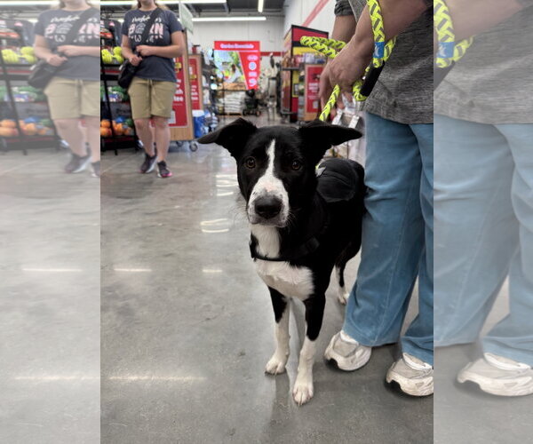 Medium Photo #6 American Staffordshire Terrier-Border Collie Mix Puppy For Sale in White Bluff, TN, USA