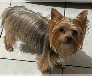 Mother of the Yorkshire Terrier puppies born on 08/09/2026