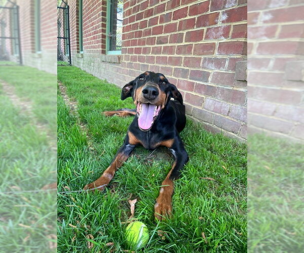 Medium Photo #1 Doberman Pinscher Puppy For Sale in Fairfax, VA, USA