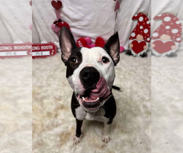 Medium Photo #7 American Pit Bull Terrier-Unknown Mix Puppy For Sale in Germantown, OH, USA