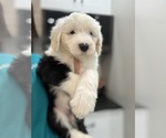 Puppy Green Female Old English Sheepdog