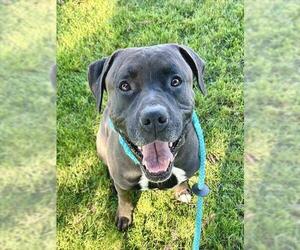 Mutt Dogs for adoption in Sacramento, CA, USA