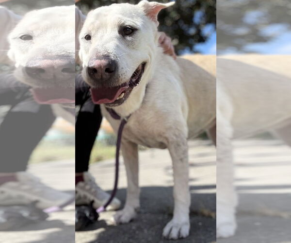 Medium Photo #2 Labrador Retriever-Unknown Mix Puppy For Sale in Sanford, FL, USA