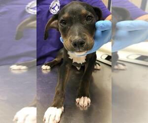 American Pit Bull Terrier-Labrador Retriever Mix Dogs for adoption in Conroe, TX, USA