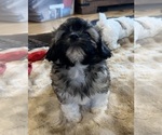 Small Photo #1 Shih Tzu-Shih-Poo Mix Puppy For Sale in SUNMAN, IN, USA