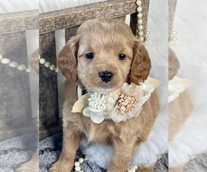 Cavapoo Puppy for sale in SPOKANE, WA, USA