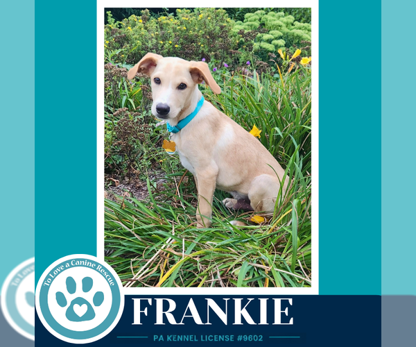 Medium Photo #1 Labrador Retriever-Unknown Mix Puppy For Sale in Kimberton, PA, USA