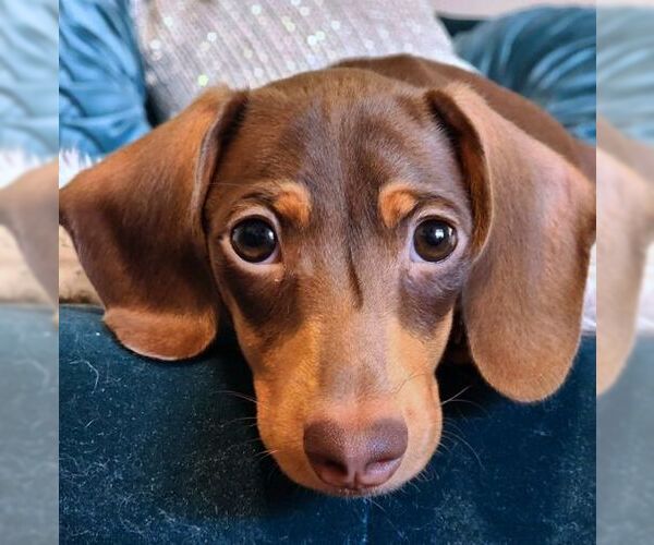 Medium Photo #2 Dachshund Puppy For Sale in Tustin, CA, USA