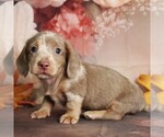 Small #3 Dachshund