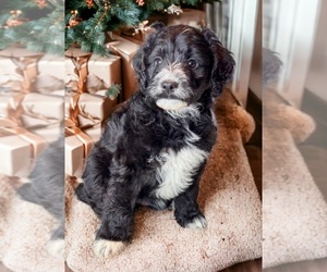 Aussiedoodle Miniature  Puppy for sale in GEORGETOWN, TX, USA