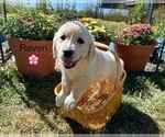 Puppy Raven Golden Retriever