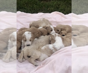 Goldendoodle Puppy for sale in WILLIAMSTON, SC, USA