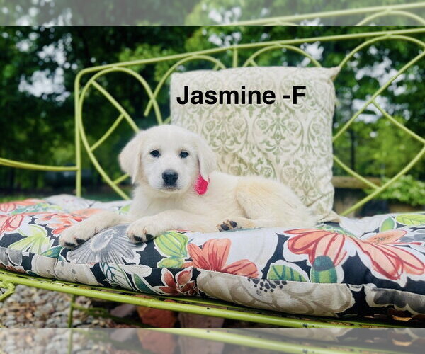 Medium Photo #1 Labrenees Puppy For Sale in Rockaway, NJ, USA