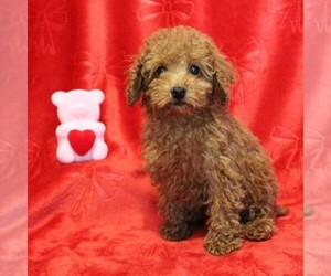 Medium Poodle (Toy)